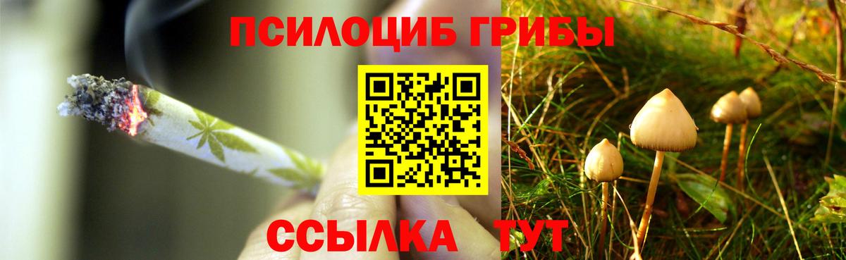 Шелехов  Псилоцибиновые грибы Psilocybe  Вход с VPN  Псилоцибиновые грибы прущие грибы 